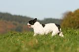 BOULEDOGUE FRANCAIS 1159